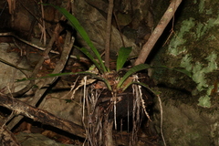 Asplenium australasicum