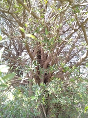 Olea europaea cuspidata