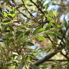 Acacia howittii
