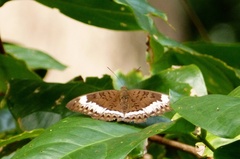 Tanaecia cibaritis