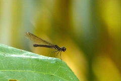 Chlorocyphidae