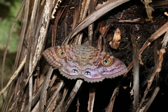 Speiredonia spectans