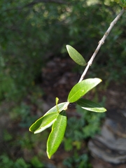 Olea europaea cuspidata