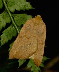 Sestra humeraria