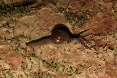 Stanisicarion aquila