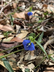 Commelina lanceolata