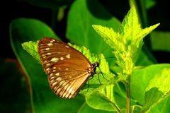Euploea core