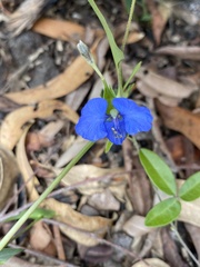Commelina lanceolata