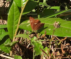 Abisara echerius