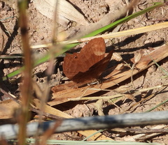 Abisara echerius