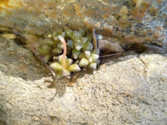 Anacampseros subnuda