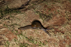 Stanisicarion aquila