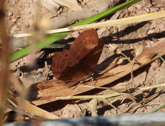 Abisara echerius