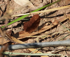 Abisara echerius