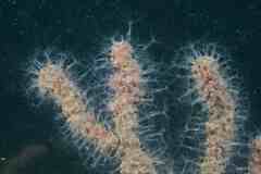 Sarcodictyon catenatum