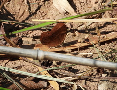 Abisara echerius