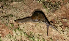 Stanisicarion aquila