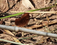 Abisara echerius