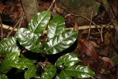 Mischocarpus australis