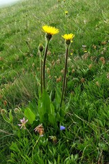 Hypochaeris uniflora