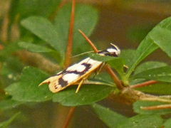 Eulechria sigmophora