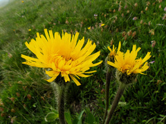 Hypochaeris uniflora