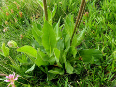 Hypochaeris uniflora