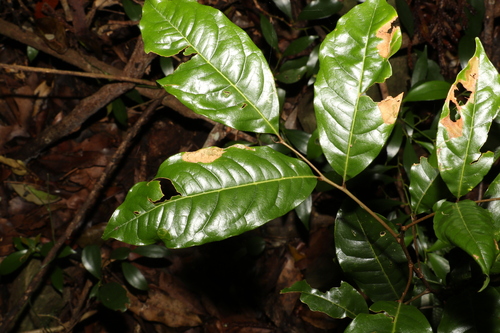 Image of Mischocarpus australis by (c) Greg Tasney, some rights reserved (CC BY-SA)