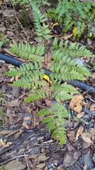Davallia divaricata