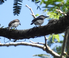 Hemipus hirundinaceus