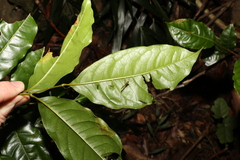 Mischocarpus australis