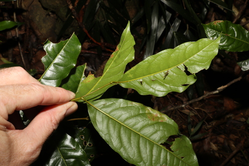 Image of Mischocarpus australis by (c) Greg Tasney, some rights reserved (CC BY-SA)