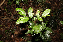 Mischocarpus australis