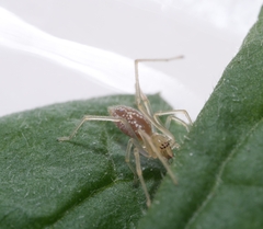 Cheiracanthium taiwanicum
