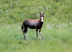 Damaliscus pygargus phillipsi
