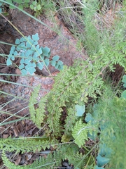 Cheilanthes eckloniana