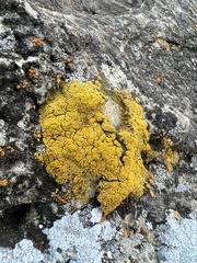 Candelariella rosulans