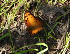 Vagrans sinha