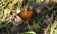 Vagrans sinha