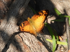 Vagrans sinha