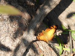 Vagrans sinha