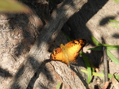 Vagrans sinha