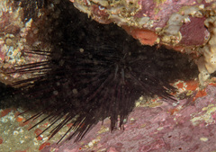 Centrostephanus rodgersii
