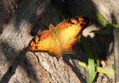 Vagrans sinha