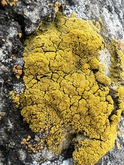 Candelariella rosulans