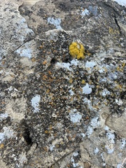 Candelariella rosulans