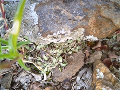 Plagiochasma rupestre