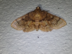 Psara obscuralis