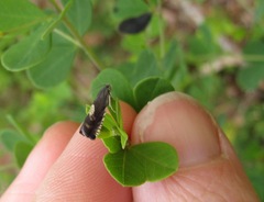 Grapholita tristrigana