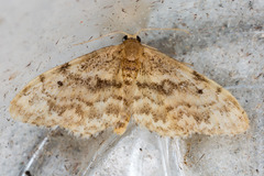 Idaea inquinata